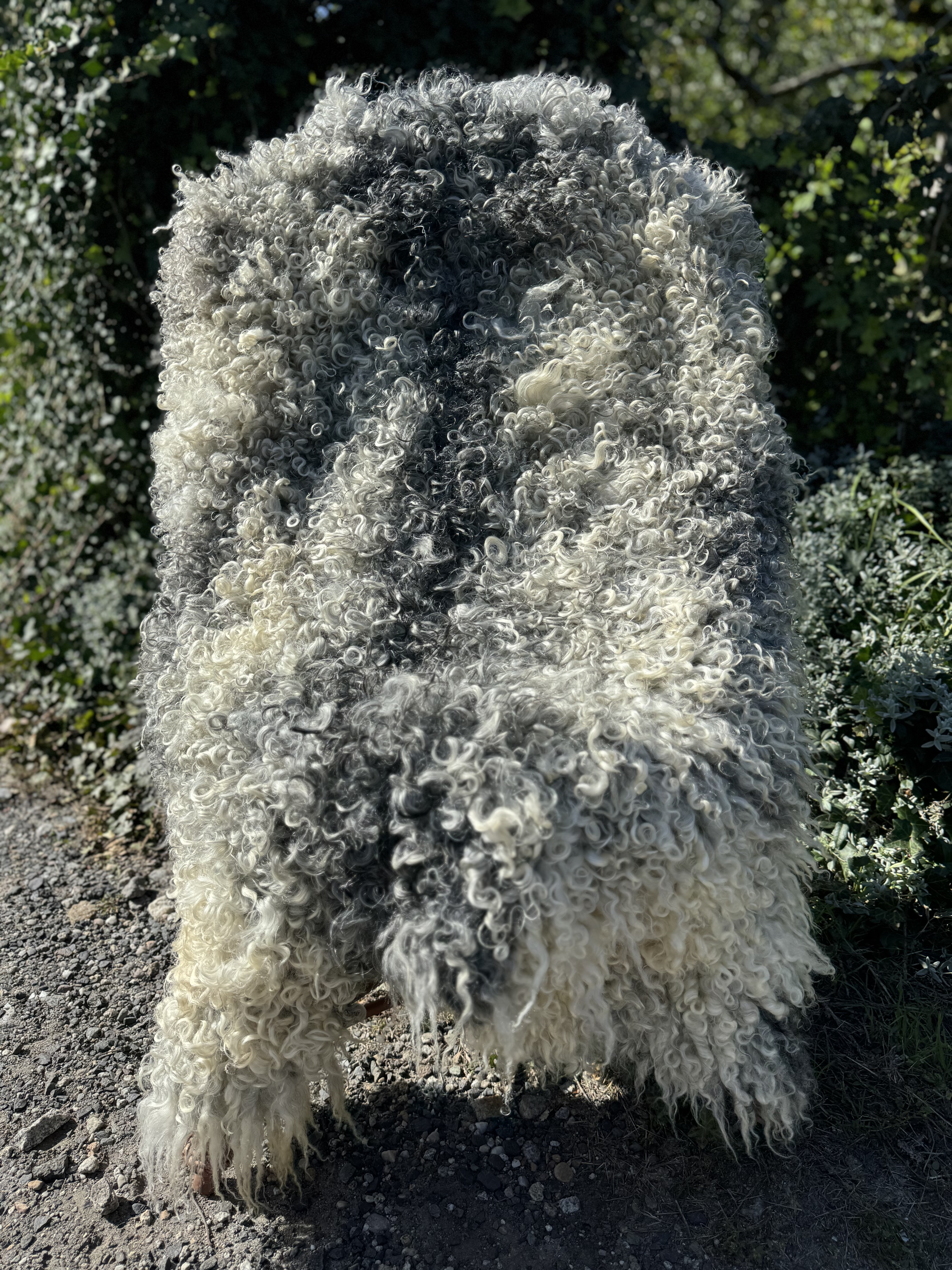 Fårskinn - Gotland - skra-owcza-gotland-sheepskin-schapenvacht-peau-de-mouton-frskinn-ovia-koa-ov-ke-gotlandsk